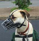 *Tonka is happy about wearing his Basket Dog Muzzle (All Sizes)
