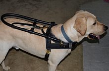*Trapper Labrador looks happy with his Guide dog harness - H18