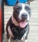 Handsome *Turk wearing Agitation / Protection / Attack Leather Dog Harness