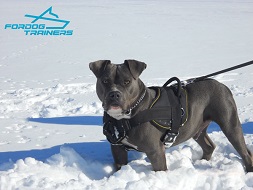 *Argos in Nylon Dog Harness for Pulling Tracking and Training - Pitbull Harness