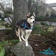 *Ryker Sporting his Universal Nylon Harness for Siberian Husky
