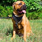 Y-shaped Leather Cane Corso Harness with Studs for Walking and Training