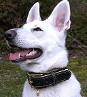 Royal Nappa Padded Hand Made Leather Dog Collar