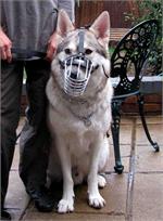 *Echo wearing Wire Basket Dog Muzzle for German Shepherd