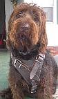 *Winston Labradoodle looking gorgeous in his new Leather Dog Harness H1