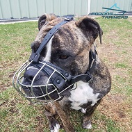 *Wellington in His Wire Cage Dog Muzzle Super Ventilation for Everyday Use