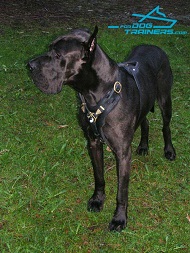 *Trigger Engoys Wearing Padded Leather Great Dane Harness