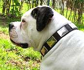 Gorgeous *Lola is wearing our War Dog Leather Dog Collar - Like in the movies - c83