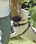 Agitation Leather Dog Harness for American Bulldog Breed