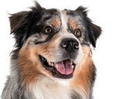 Australian_Shepherd
