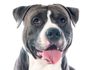 Staffordshire_bull_terrier