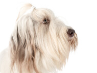 bearded_collie