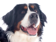 bernese_mountain_dog