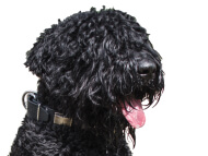 black_russian_terrier