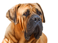 boerboel_mastiff