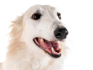 borzoi