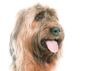 briard
