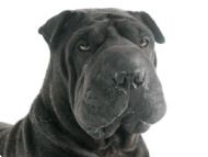 chinese_shar-pei