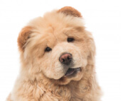 chow_chow