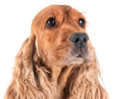 cocker_spaniel