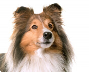 collie