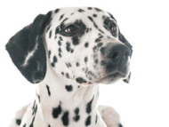 dalmatian
