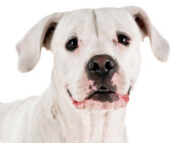 dogo_argentino