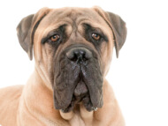 english_mastiff