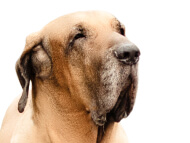 fila_brasileiro