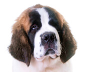 saint_bernard