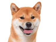 shiba_inu