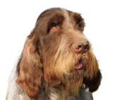 spinone-italiano