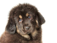 tibetan_mastiff