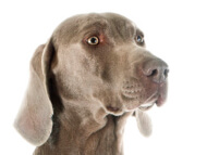 weimaraner