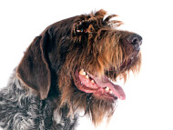 wirehaired_pointing_griffon