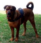 Handsome *Diezel with our All Weather Extra Strong Nylon Harness on