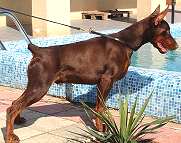 *Luka wearing our exclusive handcrafted leather dog leash for walking and tracking - L13ST