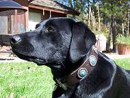 *Jane looks great in our Gorgeous Wide Brown Leather Dog Collar - Fashion Exclusive Design