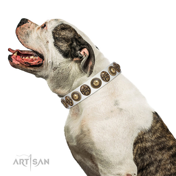 White Leather American Bulldog Collar with Extraordinary Decorations