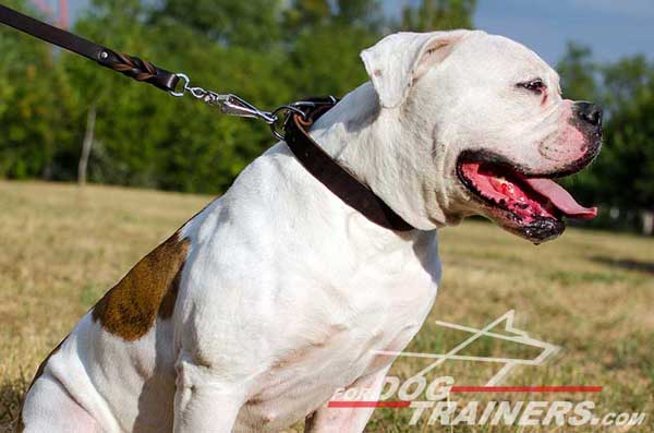 Leather Collar for American Bulldog Breed