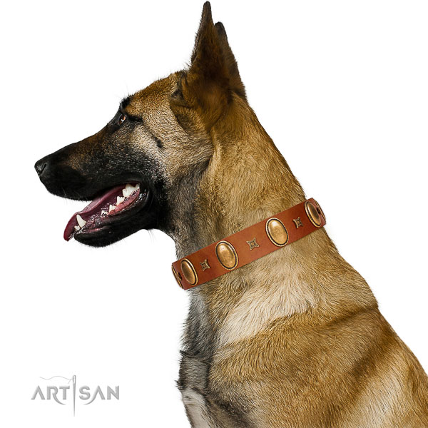 Genuine leather Belgian Malinois collar for best ever walking