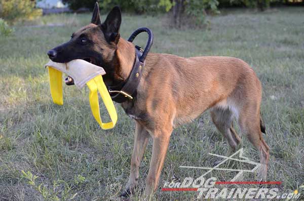 Leather Belgian Malinois Collar for attack training