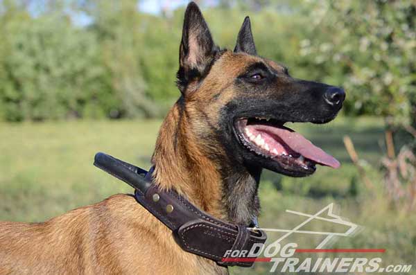 Wide Leather Belgian Malinois Collar