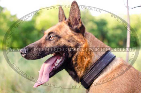 Belgian Malinois Brown Leather Collar