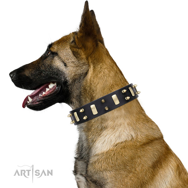 Belgian Malinois exceptional leather dog collar with embellishments