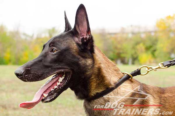 Leather Choke Belgian Malinois Collar for Obedience Training