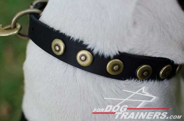 Brass Circles on Walking Leather Dog Collar