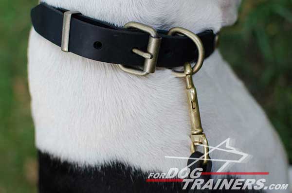 Durable Brass Fittings on Leather Dog Collar
