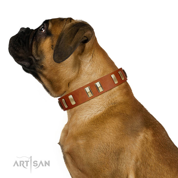 Bullmastiff comfy wearing dog collar of awesome quality natural leather
