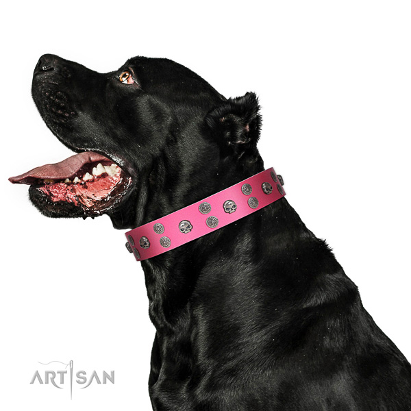 Extraordinary walking pink leather Cane Corso collar with chic decorations